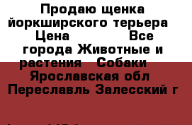 Продаю щенка йоркширского терьера  › Цена ­ 20 000 - Все города Животные и растения » Собаки   . Ярославская обл.,Переславль-Залесский г.